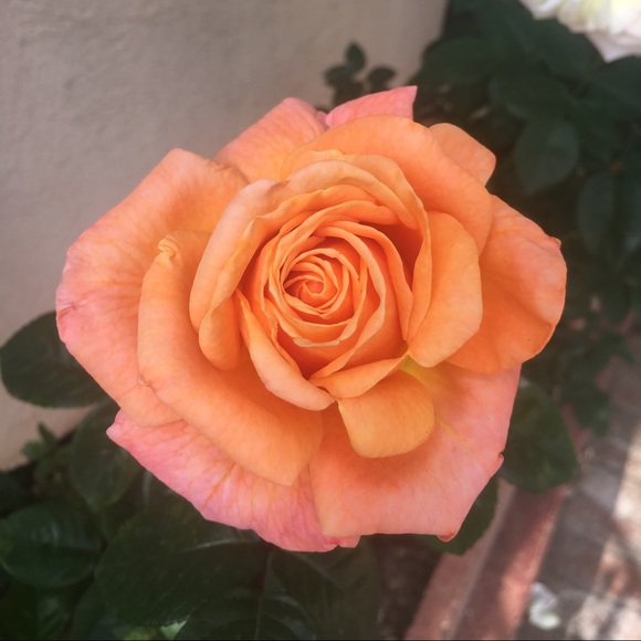 mai_24
